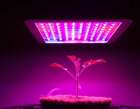Horticulture LED Solutions
